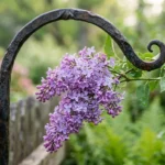 Lilac Puns